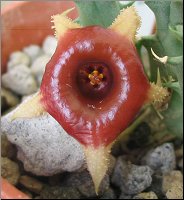 Huernia somalica